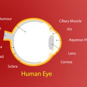 Corrective Lenses – Basics