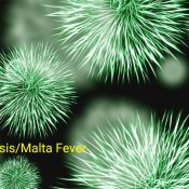 Malta Fever – Brucellosis