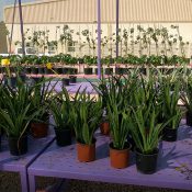 Gardening – Dubai Nurseries