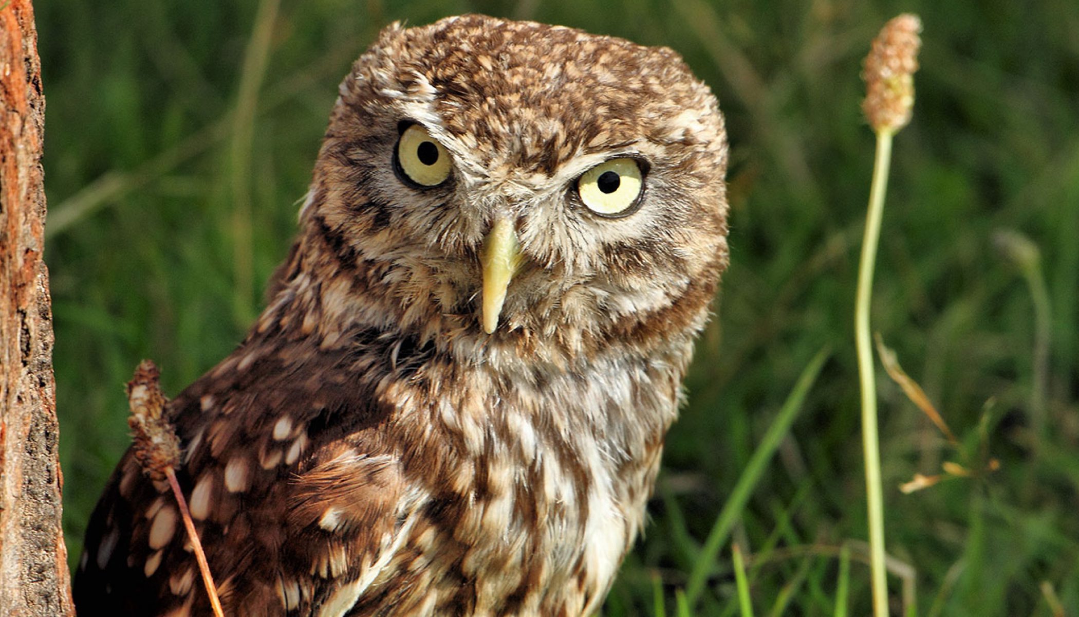 how-does-an-owl-see-clearly-at-night-atyutka-general-knowledge