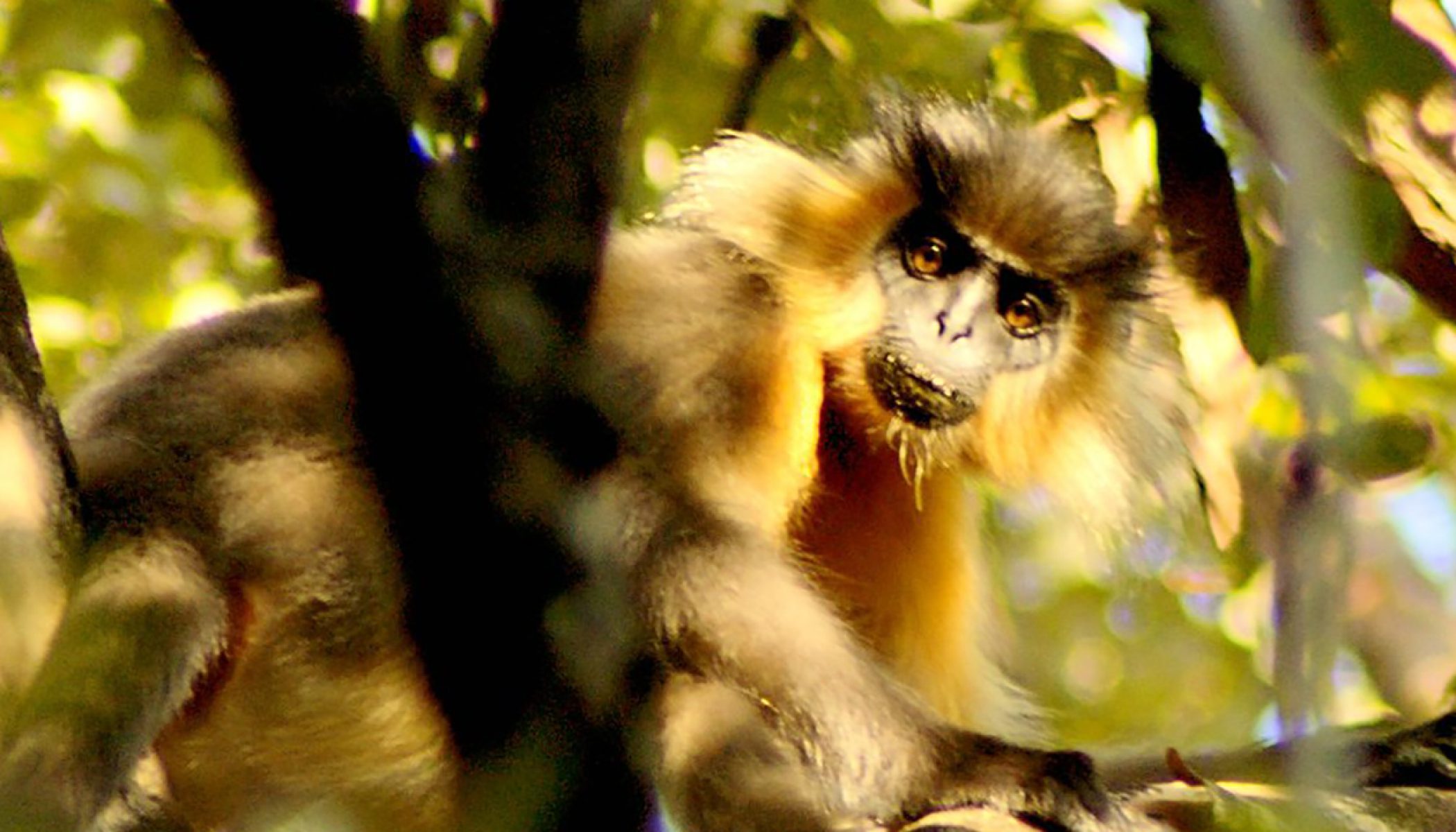 manas-national-park-assam-atyutka-heritage